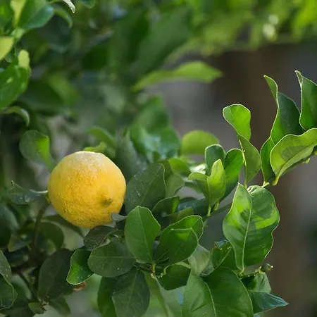 Dania 洛帕